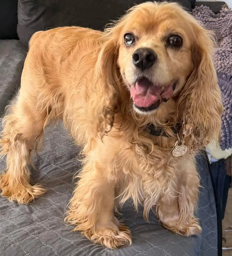 An adult medium-sized male Cocker Spaniel dog named BooBoo for adoption in Grand Bay, AL