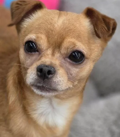 Churro thumbnail 2
