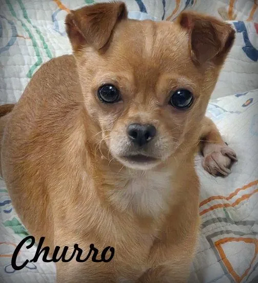 Churro thumbnail 3