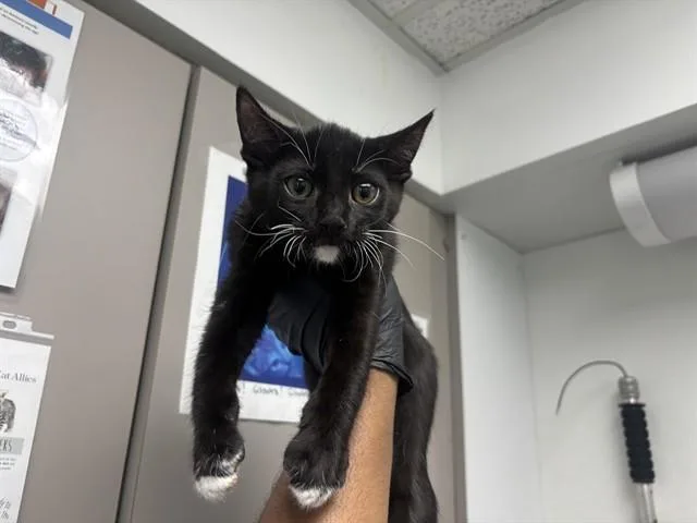A baby small-sized male Domestic Short Hair cat named Goatee for adoption in Antioch, CA