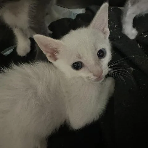 A baby small-sized female Buff / Tan / Fawn Domestic Short Hair cat named Desire for adoption in Clearwater, FL