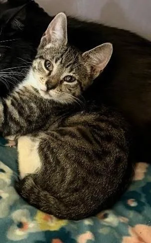 A baby medium-sized male Domestic Short Hair cat named Cosmo for adoption in East Brunswick, NJ