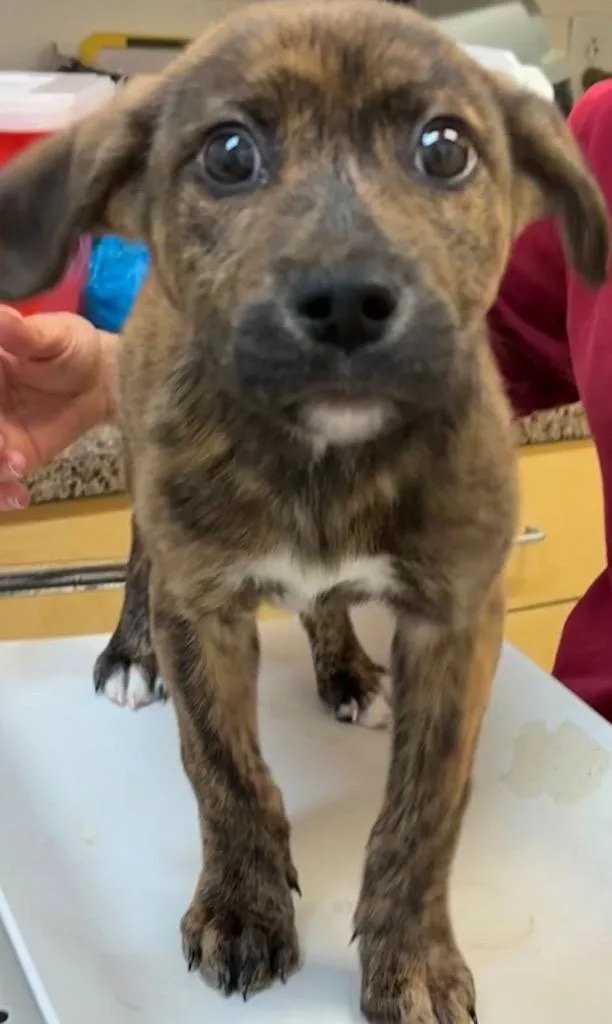A baby small-sized male Mountain Cur dog named Elmo for adoption in Elizabethton, TN