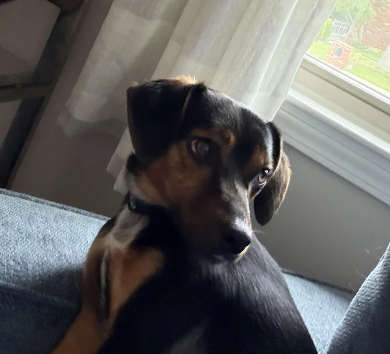 Jake The Chiweenie thumbnail 2