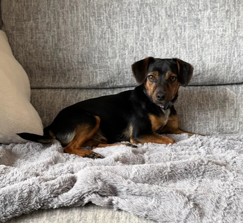 Jake The Chiweenie thumbnail 3