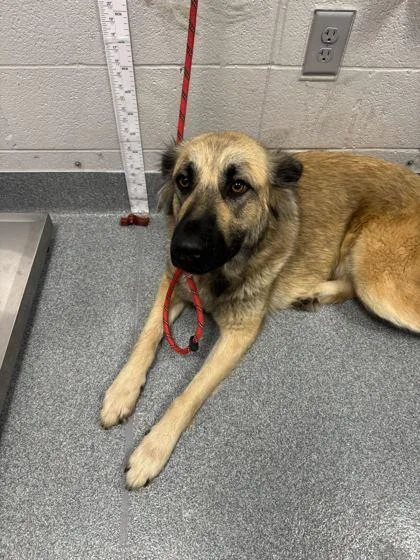 An adult large-sized female Mixed Breed dog named Betty Boop for adoption in Sevierville, TN