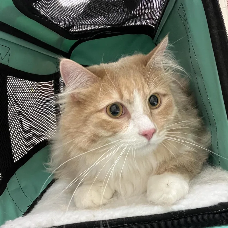 An adult large-sized male Buff / Tan / Fawn Domestic Long Hair cat named Chapa for adoption in Murray, UT
