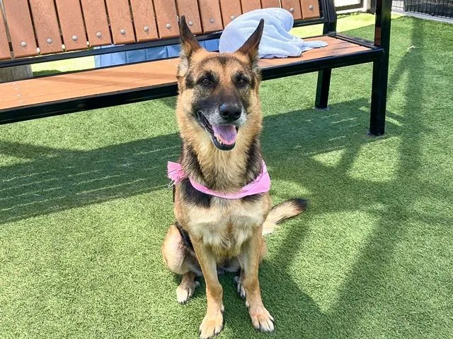An adult large-sized female German Shepherd Dog dog named Luna for adoption in Tustin, CA