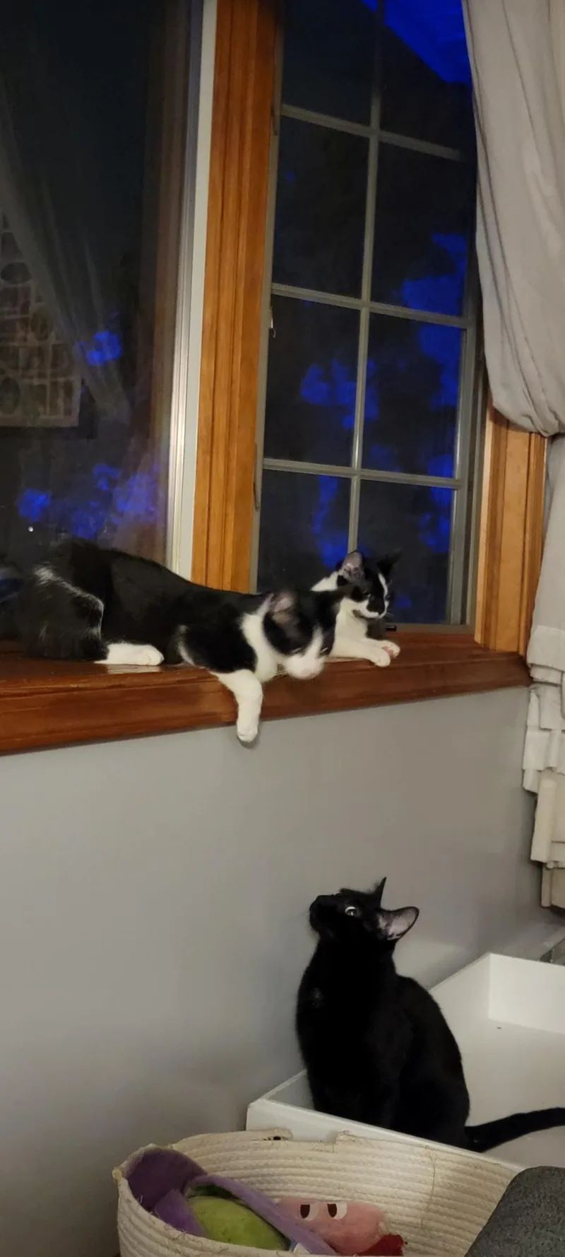 Huckleberry thumbnail 2