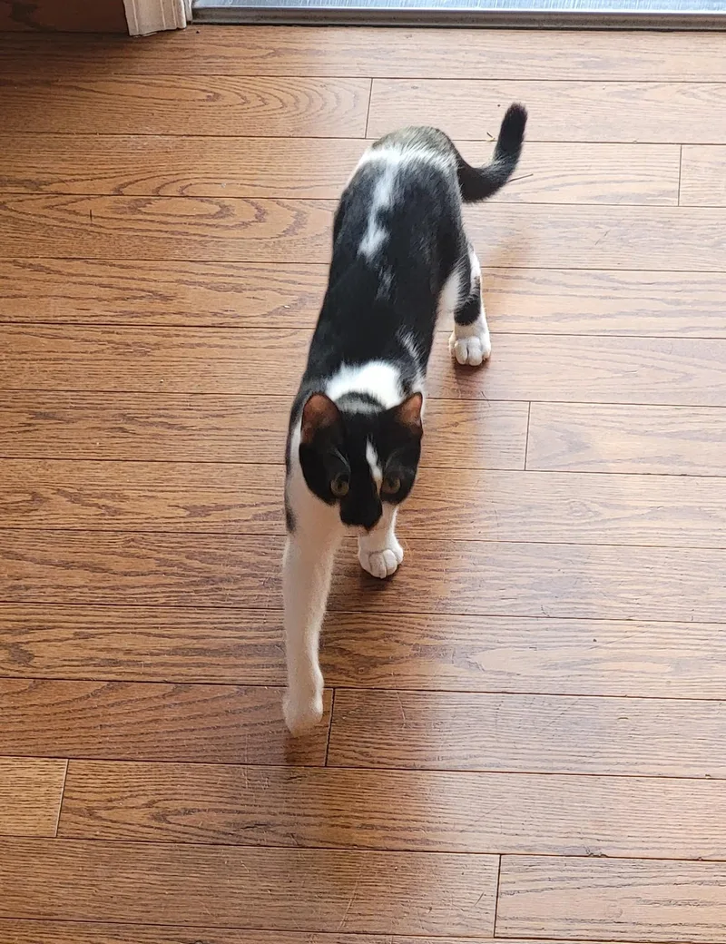 Huckleberry thumbnail 3