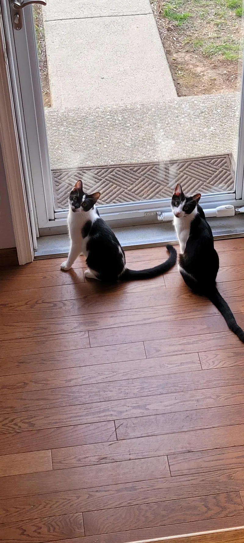 Huckleberry thumbnail 4