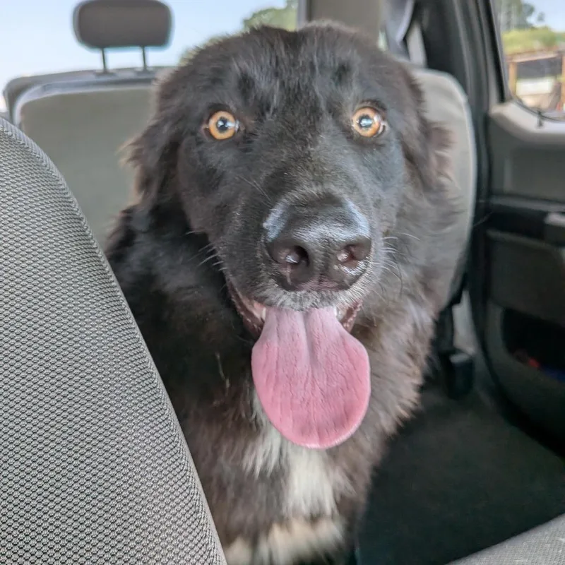 A young medium-sized male Black Border Collie dog named Brock for adoption in Lynchburg, VA