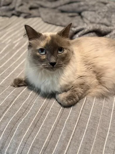 Suki thumbnail 4