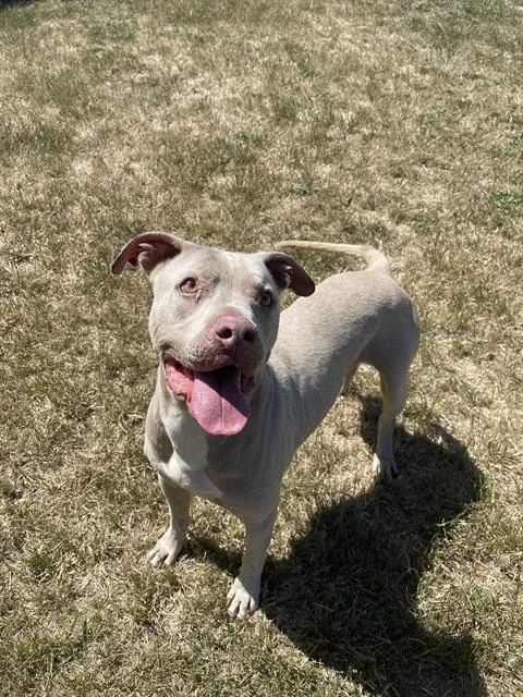 A senior large-sized male Pit Bull Terrier dog named Hugo for adoption in Santa Cruz, CA
