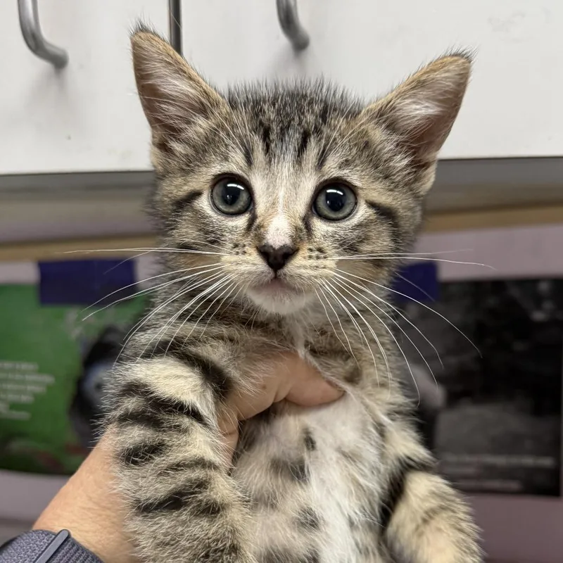 A baby small-sized male Brown / Chocolate Domestic Short Hair cat named Zeek for adoption in Fresno, CA
