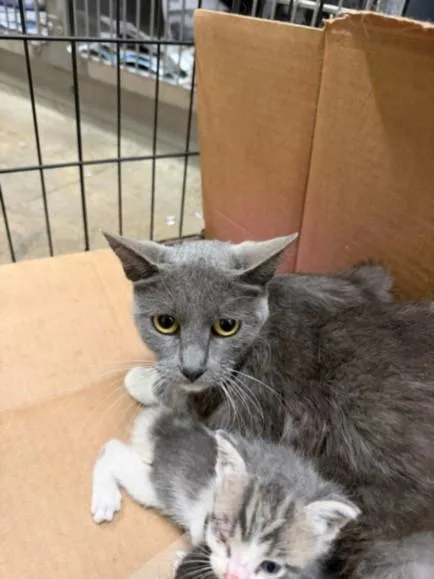 A young large-sized female Domestic Short Hair cat named Tai for adoption in Van Nuys, CA