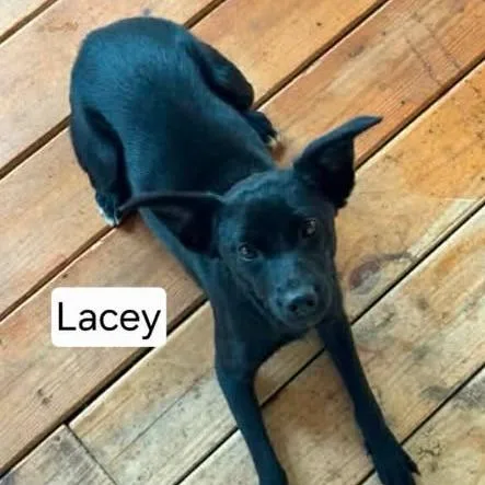 A young small-sized female Black Terrier dog named Lacey for adoption in Dover, AR