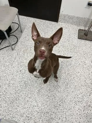 A young small-sized female Mixed Breed dog named Lj for adoption in Atlanta, GA