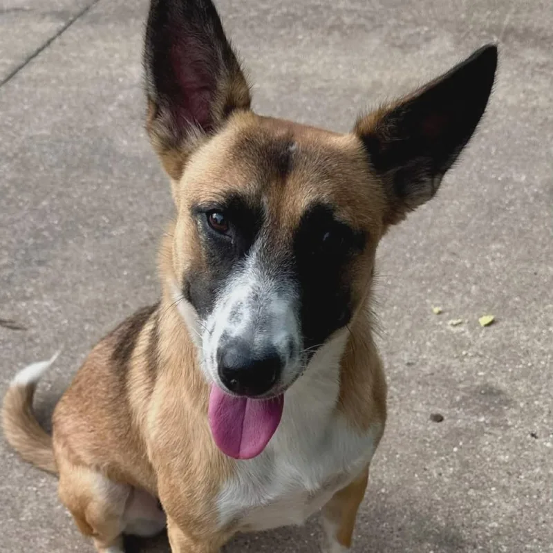 A young medium-sized female Yellow / Tan / Blond / Fawn Mixed Breed dog named Lyra for adoption in Joliet, IL