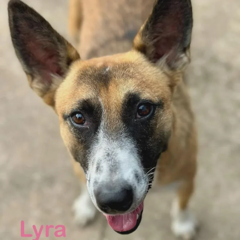 Lyra thumbnail 2