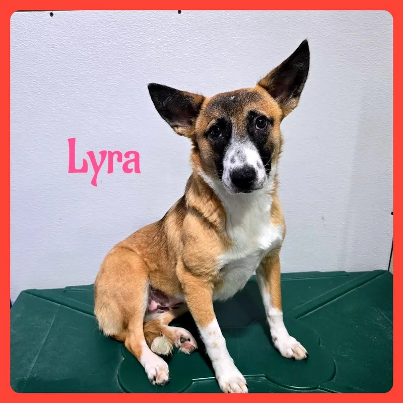 Lyra thumbnail 3