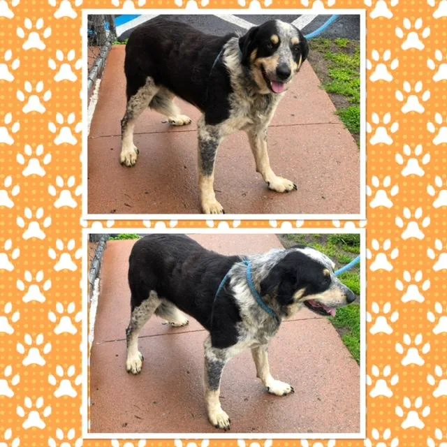 An adult large-sized male Tricolor (Brown, Black, & White) Great Pyrenees dog named Allistar for adoption in Buckhannon, WV