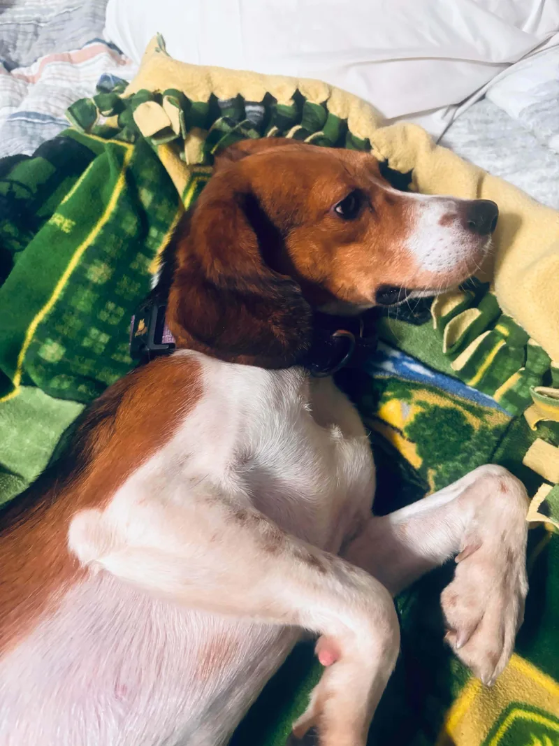 A young small-sized male Tricolor (Brown, Black, & White) Beagle dog named Ledger for adoption in Franklin, VA