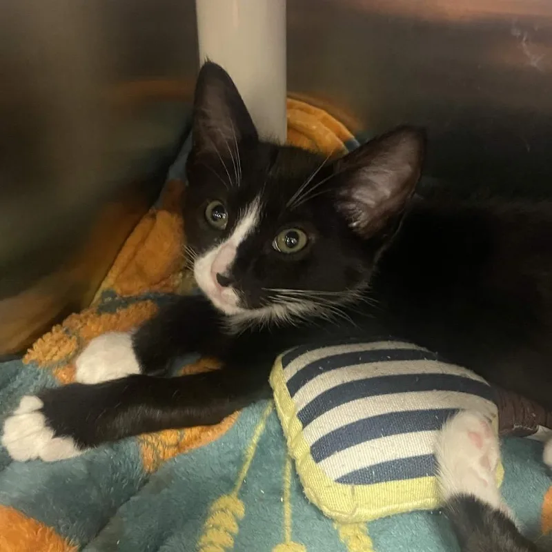 A baby small-sized male Domestic Short Hair cat named Noodle for adoption in Keizer, OR