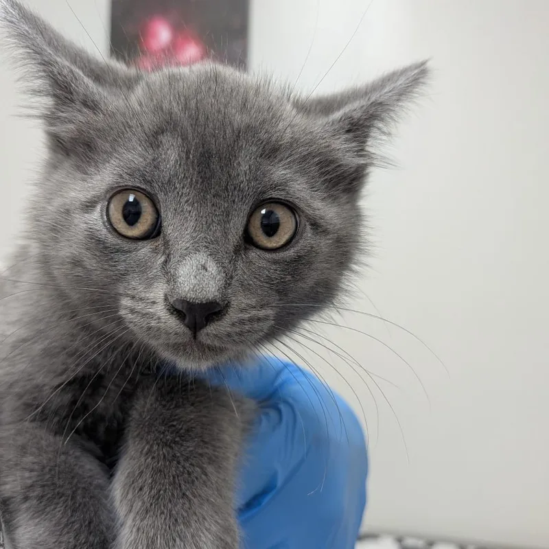 A baby small-sized male Gray / Blue / Silver Domestic Short Hair cat named Theodore for adoption in Long Beach, CA