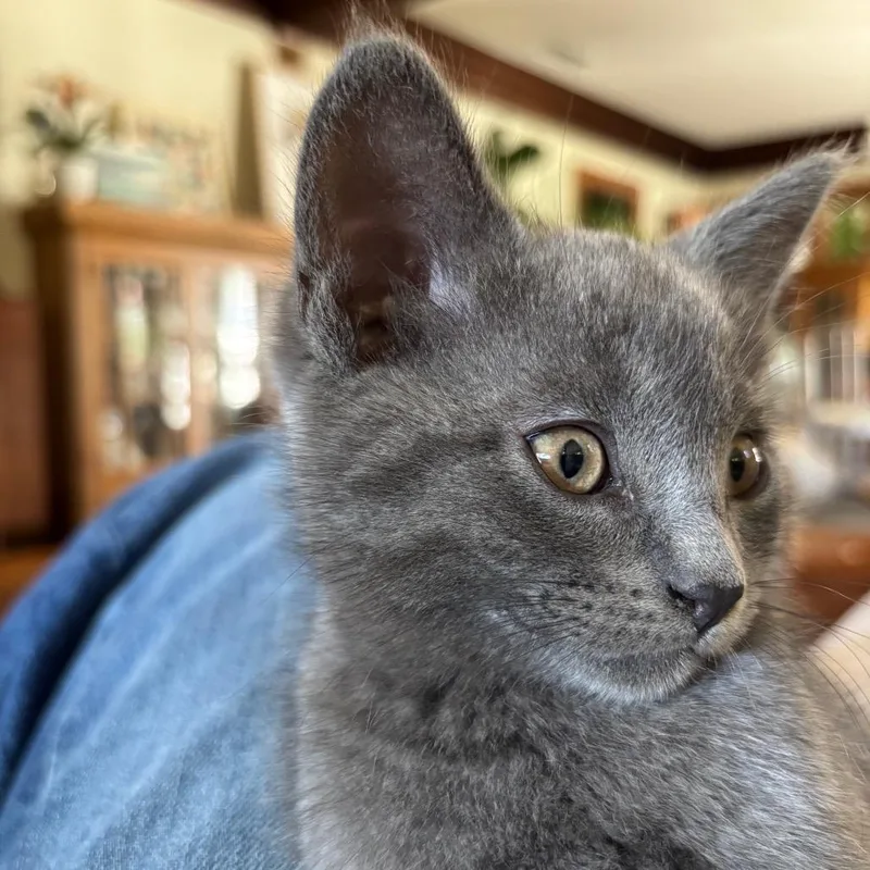 Theodore thumbnail 4