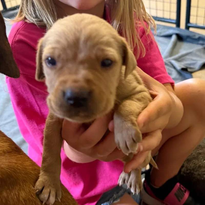 A baby small-sized male Golden Labrador Retriever dog named Oregano for adoption in Hohenwald, TN