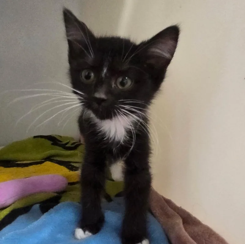 A baby small-sized female Black & White / Tuxedo Domestic Short Hair cat named Caitlyn for adoption in Spencer, IA