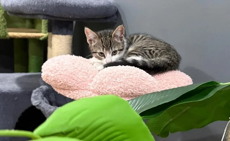 A young medium-sized female Tabby (Brown / Chocolate) Domestic Short Hair cat named Bailey for adoption in North Babylon, NY