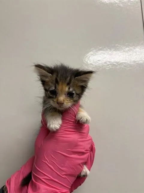 A baby small-sized female Domestic Short Hair cat named Cindy for adoption in Ontario, CA
