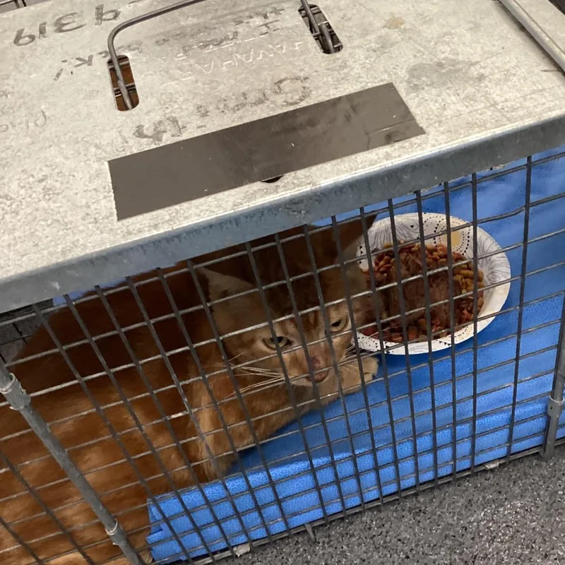 A young small-sized male Orange / Red Domestic Short Hair cat named Raven for adoption in Montgomery, AL