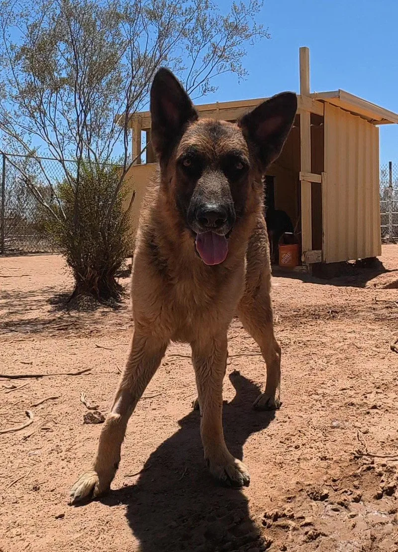 An adult large-sized male German Shepherd Dog dog named Buddy for adoption in Queen Creek, AZ
