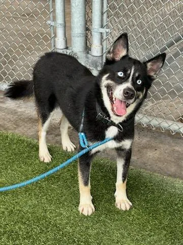 A young medium-sized male Husky dog named Gambit for adoption in Baytown, TX