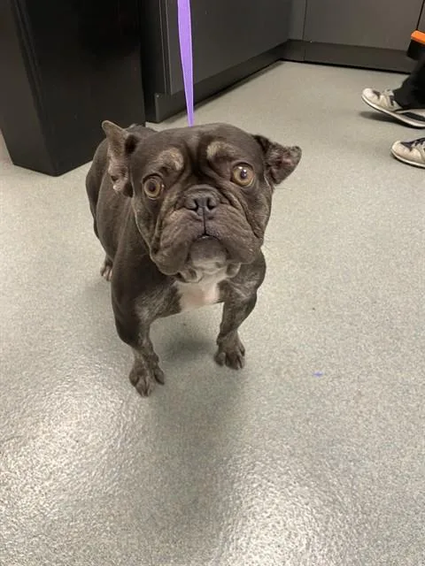 An adult medium-sized female French Bulldog dog named Lulu for adoption in Ontario, CA