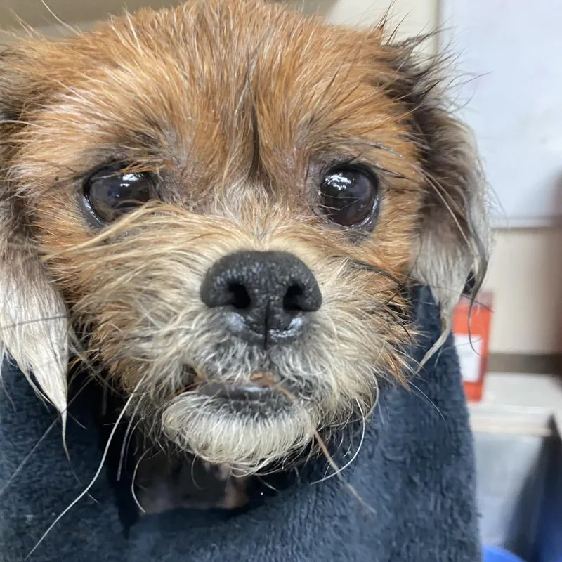 An adult small-sized female Red / Chestnut / Orange Brussels Griffon dog named Possum for adoption in Lakeland, FL