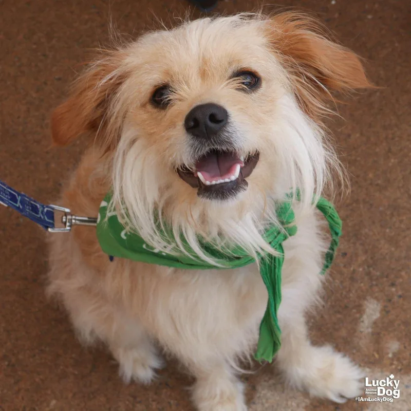 A young small-sized female Terrier dog named Annabelle for adoption in Washington, DC