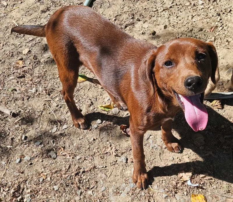 A baby medium-sized female Feist dog named Fancy for adoption in Tracy City , TN
