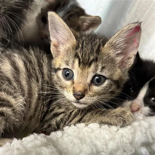 A baby small-sized female Brown / Chocolate Domestic Short Hair cat named Anais for adoption in Bentonville, AR