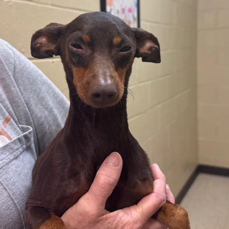 An adult small-sized female Brown / Chocolate Miniature Pinscher dog named Darla for adoption in Lucedale, MS