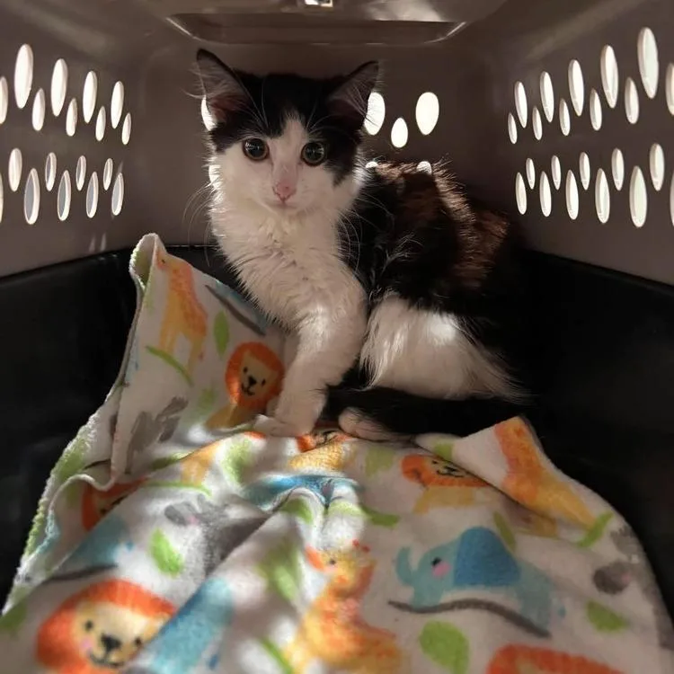 A baby small-sized female White Domestic Short Hair cat named Maggie for adoption in Long Island City, NY
