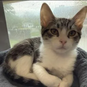A baby small-sized male Tabby (Buff / Tan / Fawn) Domestic Short Hair cat named Zoro for adoption in Hudsonville, MI