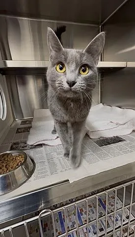 A young medium-sized female Domestic Short Hair cat named Ashlyn for adoption in Houston, TX