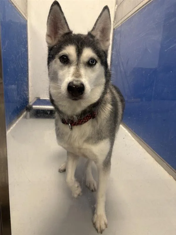 An adult medium-sized female Siberian Husky dog named Nova for adoption in New Kensington, PA