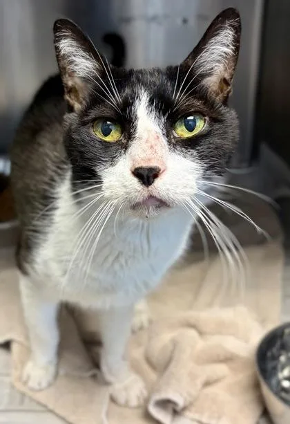 An adult medium-sized male Domestic Short Hair cat named Parappa for adoption in Chamblee, GA