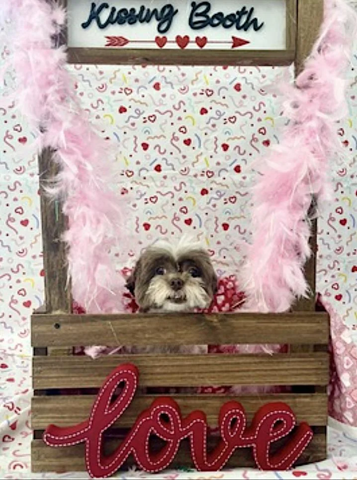 A senior small-sized female White / Cream Havanese dog named Cookie for adoption in Amherst, MA