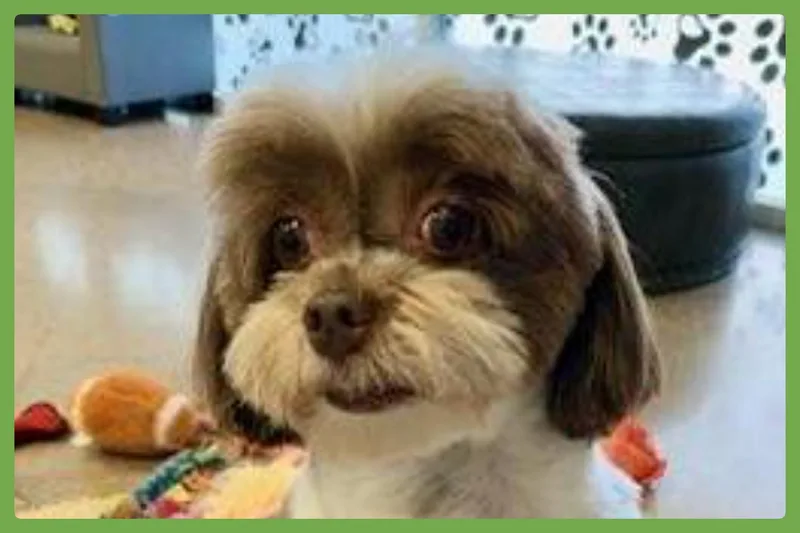 Cookie thumbnail 2